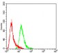 CSF1R Antibody