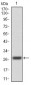 CSF1R Antibody