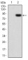 CSF1R Antibody