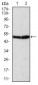 ATG5 Antibody