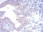 FGFR3 Antibody