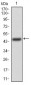 FGFR3 Antibody