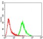 ERCC1 Antibody