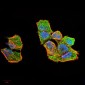 ERCC1 Antibody