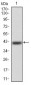 ERCC1 Antibody