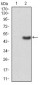 ERCC1 Antibody