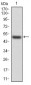 HSPB2 Antibody