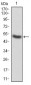 CSF3 Antibody