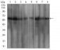 WTAP Antibody