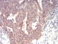 EMD Antibody