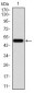 EMD Antibody