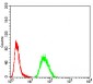 CSF3 Antibody