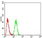 CALB2 Antibody