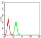 ANXA5 Antibody