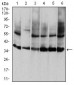 ANXA5 Antibody