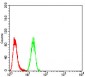 NFKBIA Antibody