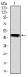 EZR Antibody