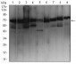 EZR Antibody