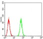 P2RY13 Antibody