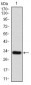 P2RY13 Antibody