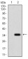 P2RY13 Antibody