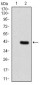 PDPK1 Antibody