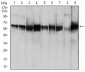 PDPK1 Antibody