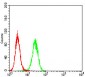 PDPK1 Antibody