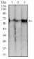 PDPK1 Antibody