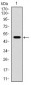 CD168 Antibody