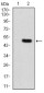 CD168 Antibody