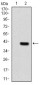 NOX4 Antibody