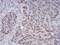 CBX4 Antibody