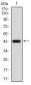 CBX4 Antibody