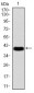 CBX6 Antibody