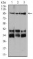 Neuropilin-1 Antibody