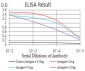 ERCC1 Antibody