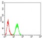 ERCC1 Antibody