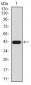 ERCC1 Antibody