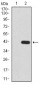 HDAC2 Antibody