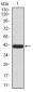 TARDBP Antibody