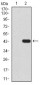 TARDBP Antibody