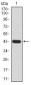 GLI1 Antibody