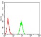 RAD18 Antibody