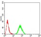 RALA Antibody