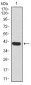 RALA Antibody