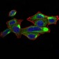 RALA Antibody