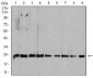 RALA Antibody