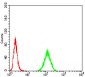 Rab13 Antibody