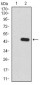 Rab13 Antibody